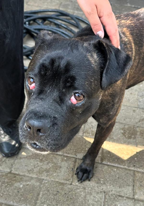 CHERRY BOXERINA Foto 2